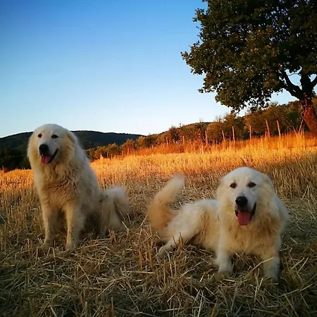 Paugnano Bauernhof Radicondoli